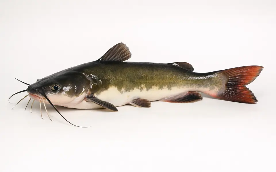 Catfish Species: Whiskers, Tail Shape, Color, and Habitat visual support