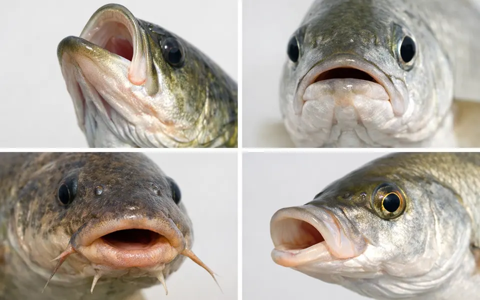Close-up visual clues that help distinguish fish mouth types