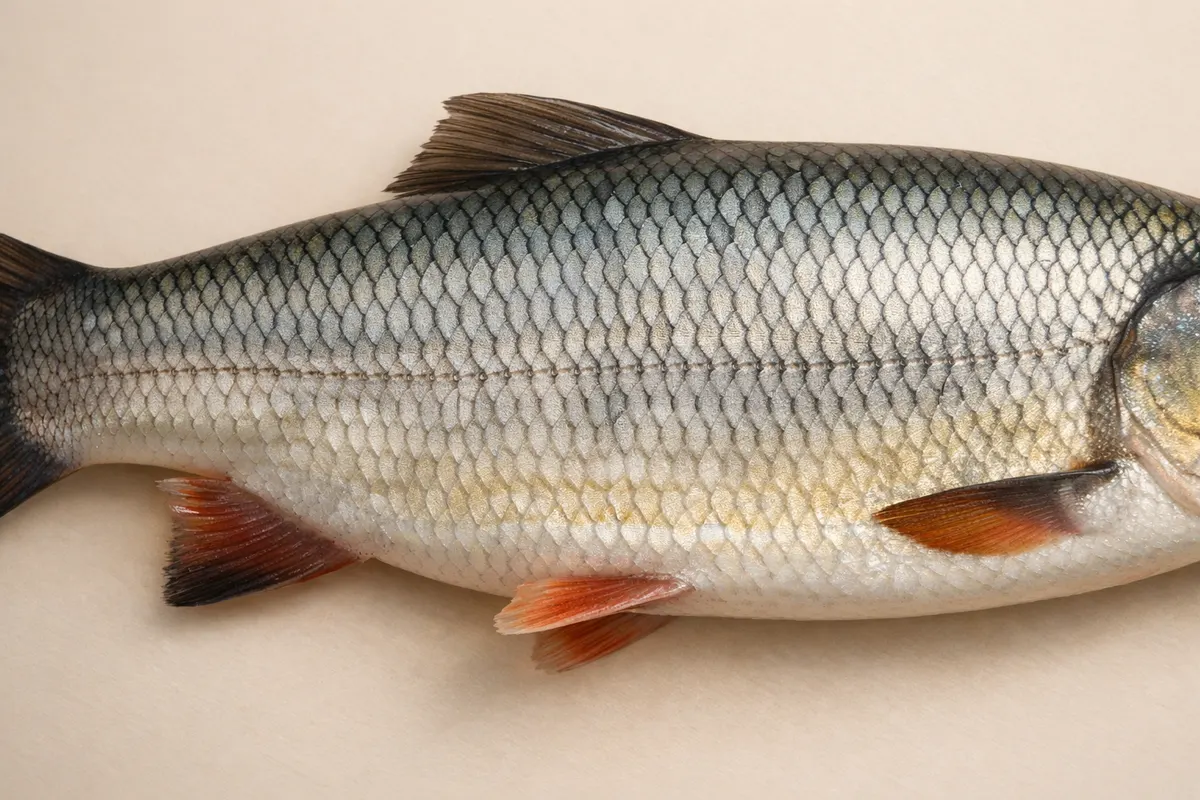 Editorial checklist image for fish scale patterns showing visible clues and comparison notes.