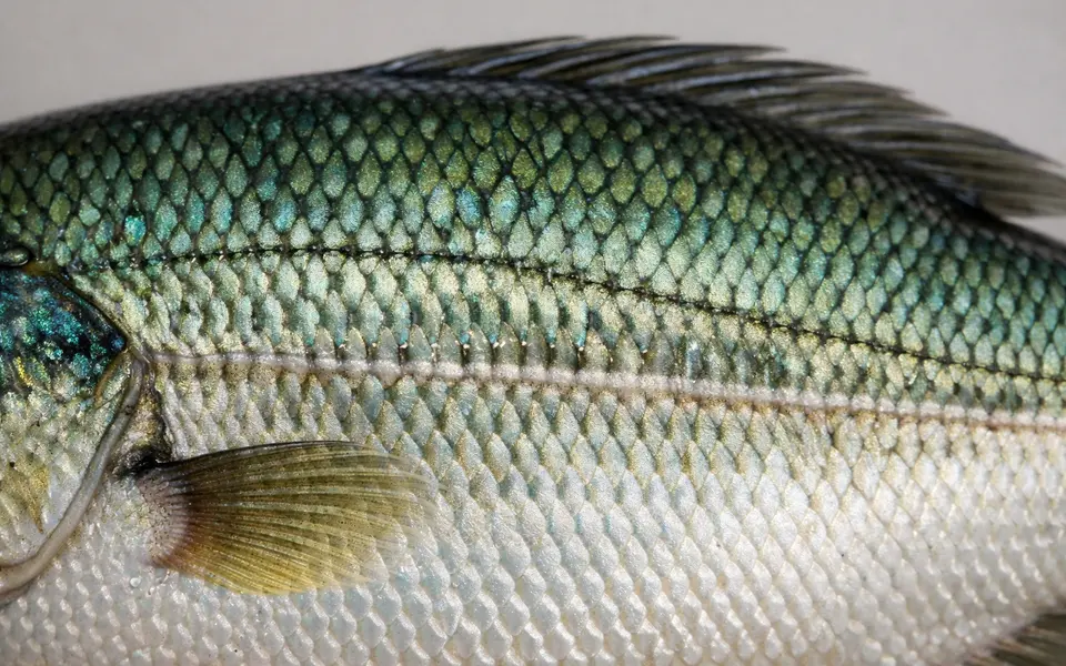 Close-up visual clues that help distinguish fish scale patterns