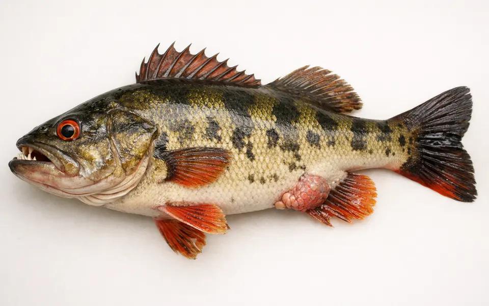 Close-up visual clues that help distinguish invasive fish species