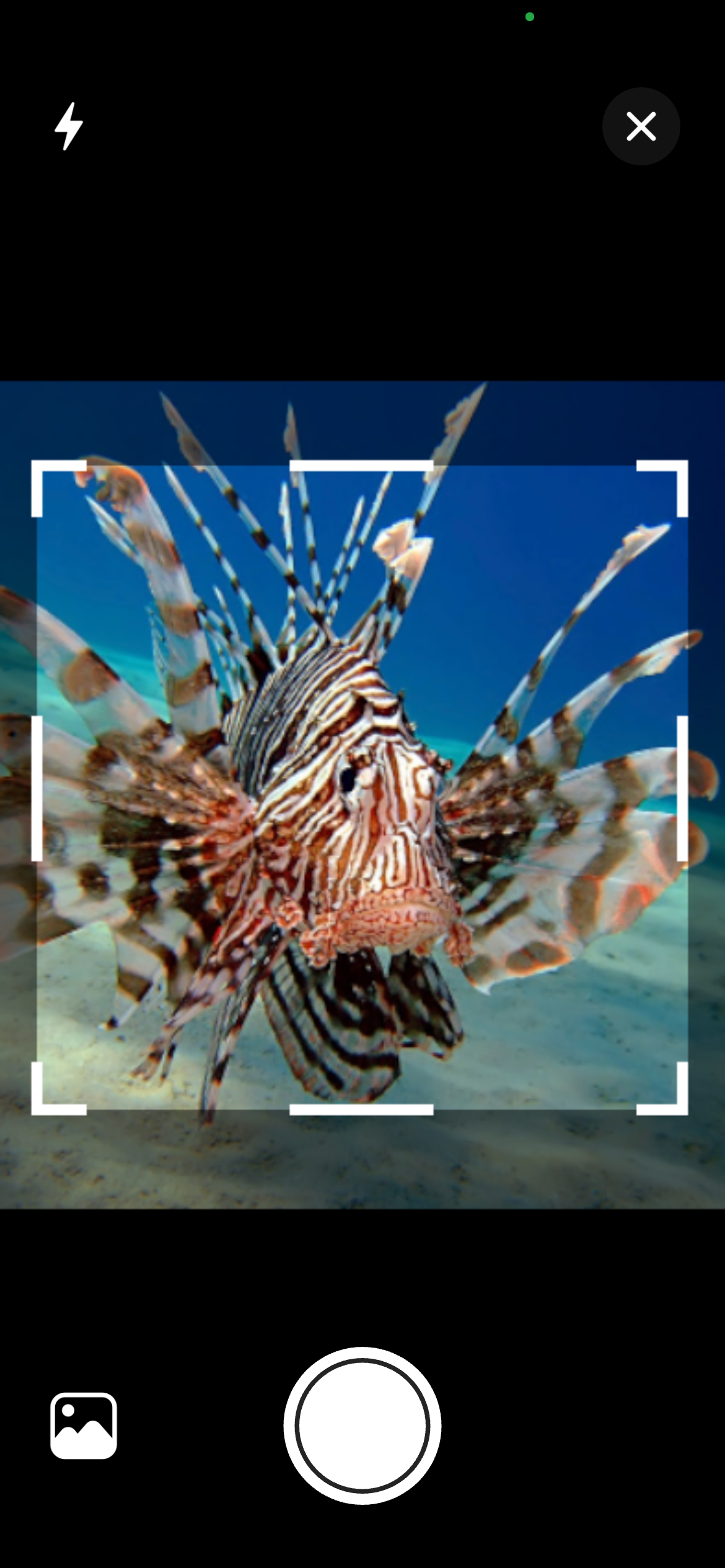 Taking a photo of a fish for AI identification