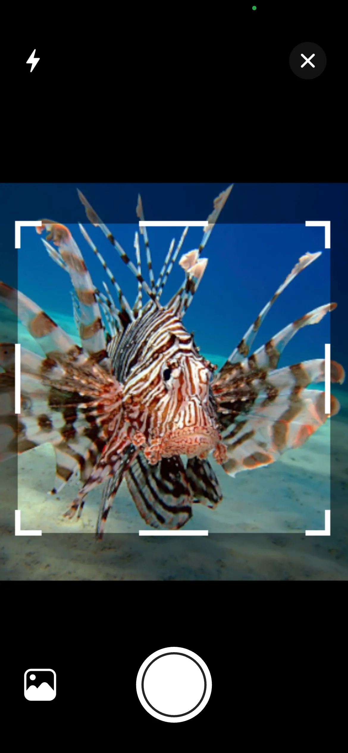 Taking a photo of a fish for AI identification