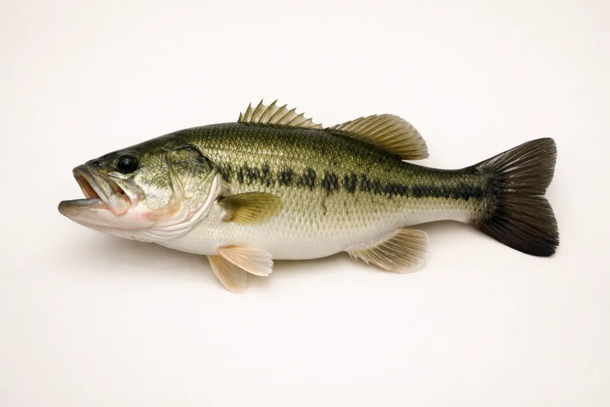 Encyclopedia-style reference visual for Largemouth Bass with labeled recognition details and lookalike cues.